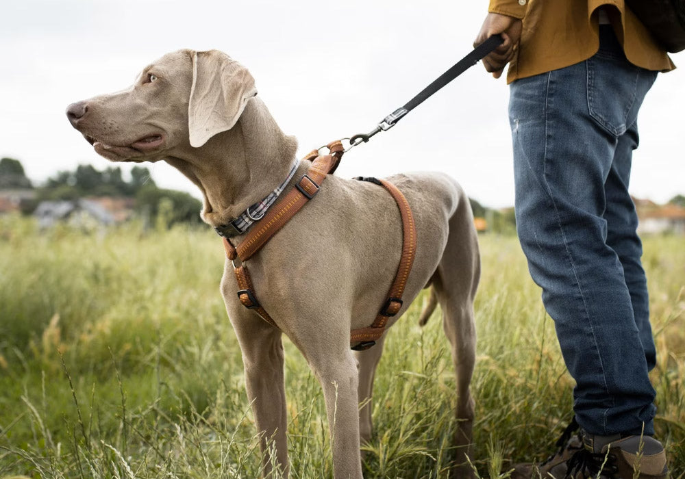 Choosing the Right Pet Accessories for Comfort and Safety