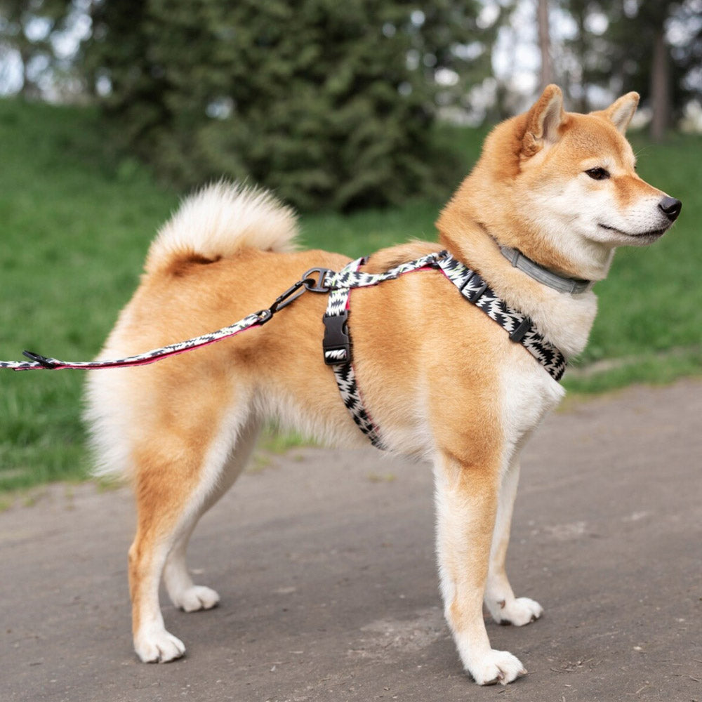For Dog