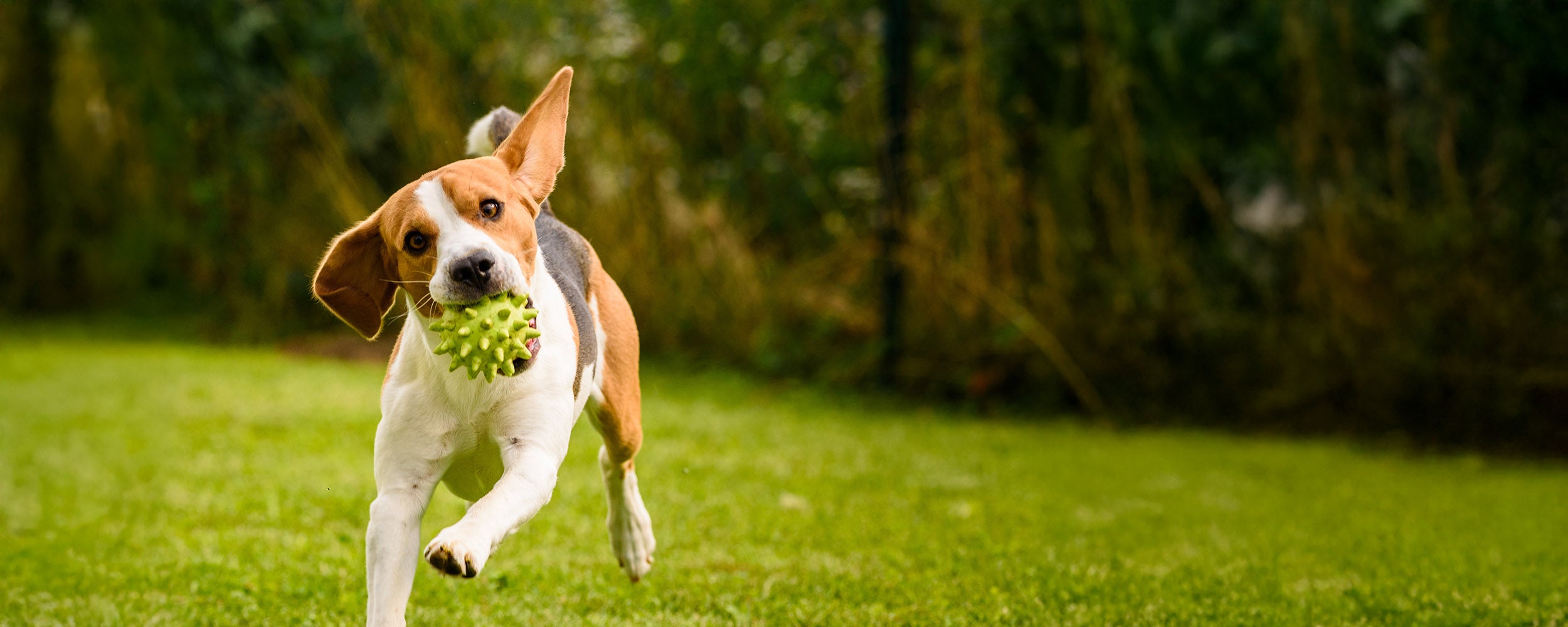 Helping Pets Live <br>Their Best Lives.